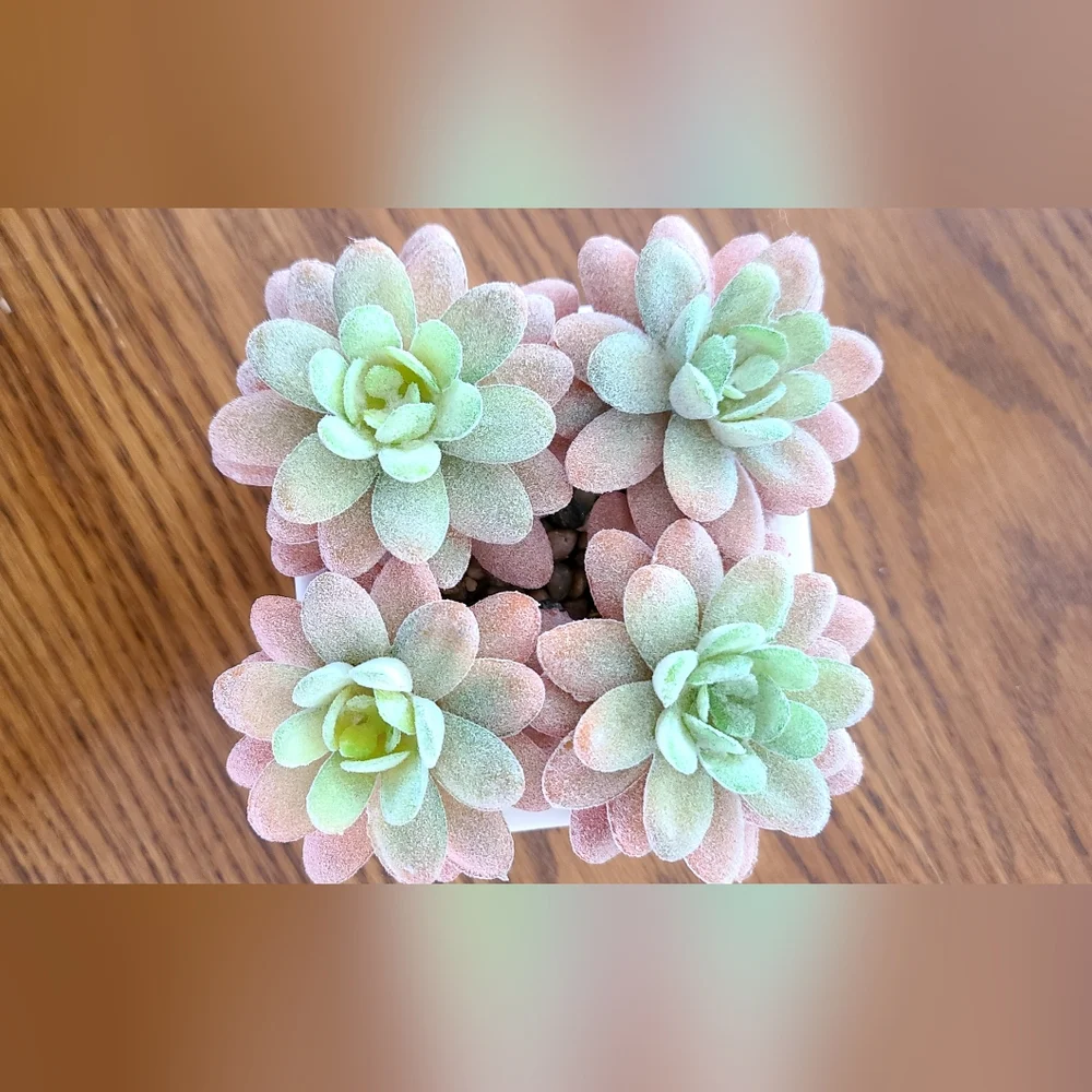 Mainstays Pink and Green Faux Succulent Cube Planter